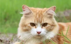 猫得肠胃炎的症状 肠胃炎和猫瘟有什么区别