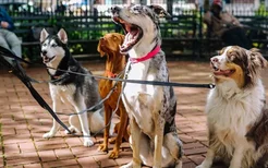 狗咬狗会传染狂犬病吗 应该如何处理?