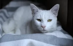 猫过敏怎么办 导致猫咪过敏的原因有什么
