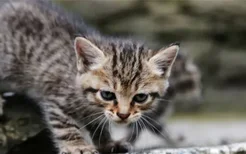 猫弓背什么意思 猫弓背是猫咪生气了吗