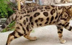 豹猫几个月停止生长 豹猫生长的时候要补充足够的营养