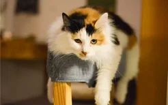 猫喜欢跳上桌子怎么办 如何训练猫咪不上桌
