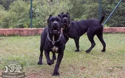 巴西非勒犬怎么养 巴西非勒犬饲养心得分享