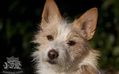 葡萄牙波登可犬有多动症怎么办 多动症治疗方法