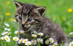 猫可以吃石榴吗 最好不要喂猫吃石榴