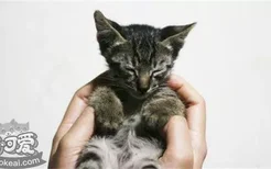 小猫发烧能自愈吗 如何确认猫咪是否发烧