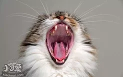 猫咪像哮喘一样咳嗽 猫哮喘怎么回事