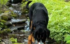 大瑞士山地犬怎么护理 大瑞士山地犬护理方法