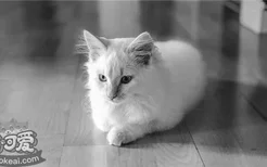 猫咪尿床是为什么 怎么改正猫咪尿床的恶习