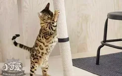 怎么让猫不抓沙发 猫为什么会喜欢抓沙发