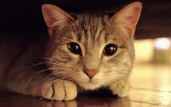 猫眼睛很多眼屎怎么回事 眼睛分泌物反应的疾病