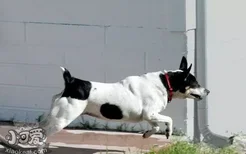 捕鼠梗犬躺下怎么训练 捕鼠梗犬躺下训练方法