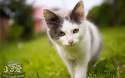 猫咪体外驱虫有什么用 给猫体外驱虫有哪些方法
