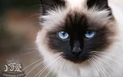 怎么样的暹罗猫才是纯种的呢 纯种暹罗猫如何辨别