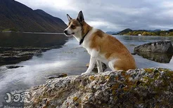 挪威伦德猎犬怎么养 挪威伦德猎犬饲养心得