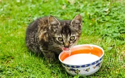 猫咪不爱喝水会怎么样 猫咪不喜欢喝水该怎么办