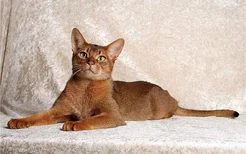 阿比西尼亚猫是什么 阿比西尼亚猫是古埃及神猫吗