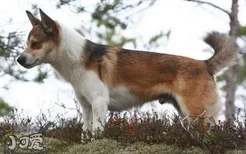 挪威伦德猎犬叼东西怎么训练 挪威伦德猎犬捡东西训练教程