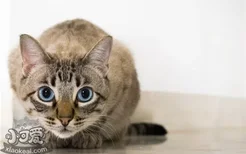 猫脂肪肝的症状 猫咪脂肪肝要怎么治疗