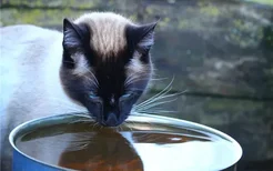 猫咪导尿后的症状 猫咪尿不出来是正常现象吗