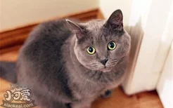 猫咪结膜炎的症状是什么 猫咪得了结膜炎要怎么治疗