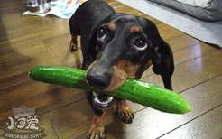 狗狗可以吃黄瓜吗