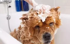 狗狗洗澡有什么讲究 这些情况下洗澡会害死它！