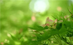 郁金香是多年生植物吗