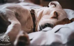 狗为什么喜欢跟主人睡 狗和主人睡的原因你知道了吗