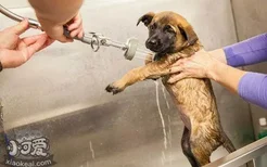 狗狗感冒洗澡可以吗 会加重感冒吗