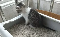 2个月小猫怎么训练大小便