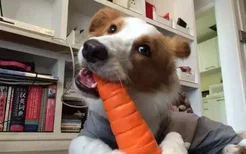 狗狗能吃胡萝卜吗熟的