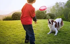 怎么教狗狗玩飞盘 你知道怎么和狗狗玩吗