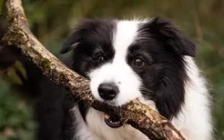 怎么训练狗狗捡球 狗狗技能训练教程