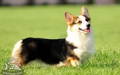 狗狗追着自己尾巴咬是怎么回事 可能是疾病信号