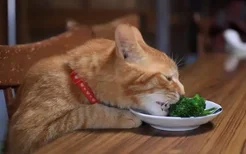 猫能吃西瓜吗(宠物猫能吃西瓜吗)