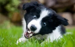 狗狗爱吃草是怎么了 狗狗爱吃草的原因是什么