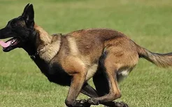 如何训练狗狗接飞盘 与狗狗一同游戏的好方法