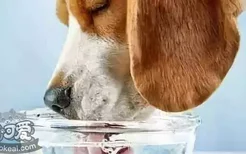 狗不爱喝水怎么办 这六条你一定要知道