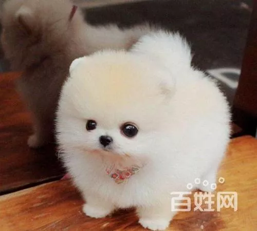 世界上最小的狗是什么品种