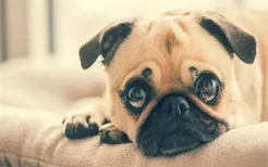 狗为什么会哭 狗狗哭的原因有哪些