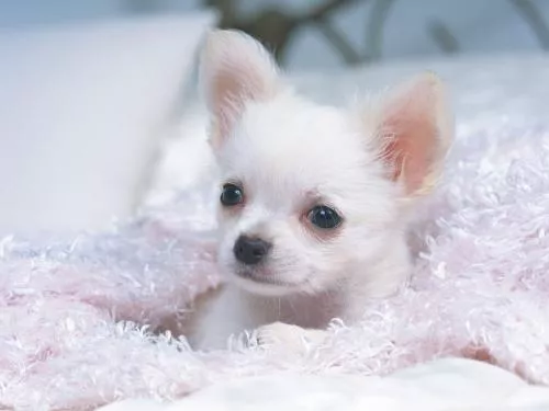 世界上最小的狗狗是什么品种