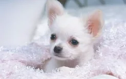 世界上最小的狗狗是什么品种