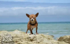 带狗狗去海边注意事项 这些事情主人要多多注意