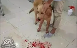 狗狗能吃西梅吗