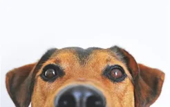 狗狗眼睛红肿凸出来了 第三眼睑增生是什么