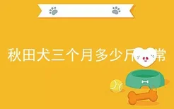 秋田犬三个月多少斤正常