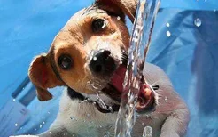 狗狗喝水多怎么回事 喝水并不是越多越好