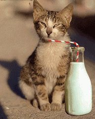 猫能喝牛奶吗(猫可以喝人喝的牛奶吗)