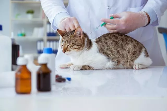 小猫多久打疫苗(小猫多久打疫苗驱虫)